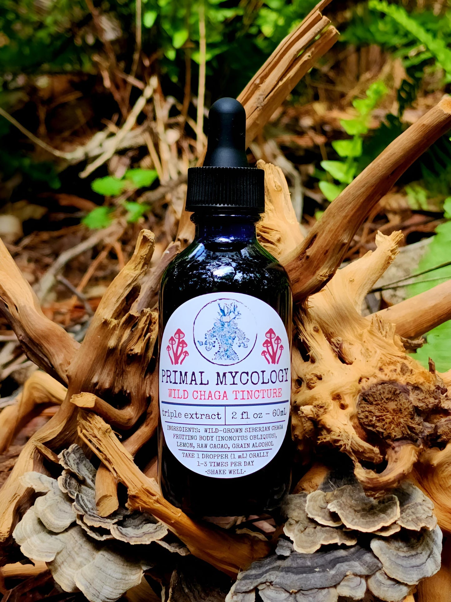 Wild Siberian Chaga Triple Extracted Mushroom Tincture