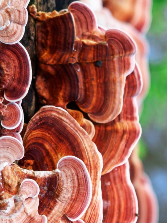 Red Reishi Mushroom Liquid Mycelium Culture Syringe