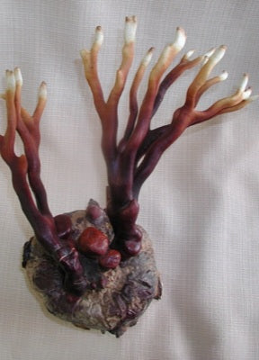 Antler Reishi Mushroom Liquid Mycelium Culture Syringe