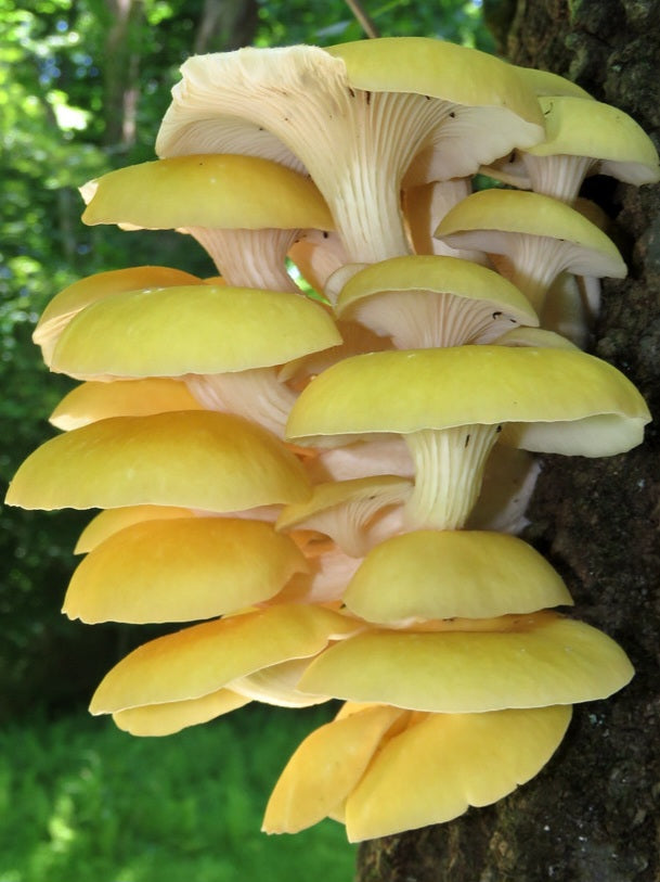 Golden Oyster Mushroom Liquid Mycelium Culture Syringe