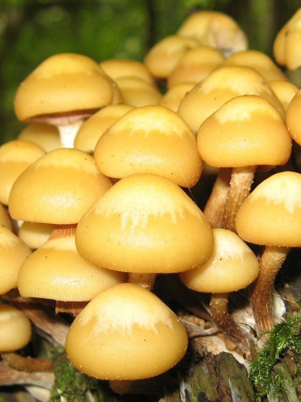 Nameko Mushroom Liquid Mycelium Culture Syringe