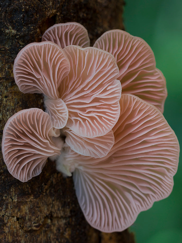 Pink Oyster Mushroom Liquid Mycelium Culture Syringe