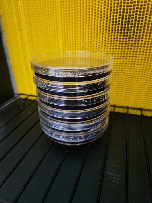 Set of 6 High Contrast Nutrient Mycology Agar Plates - Sterile and Sealed