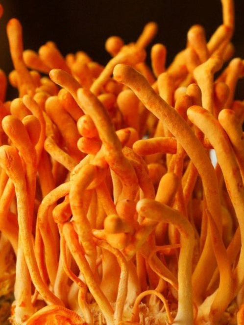 Cordyceps Militaris Liquid Mycelium Culture Syringe