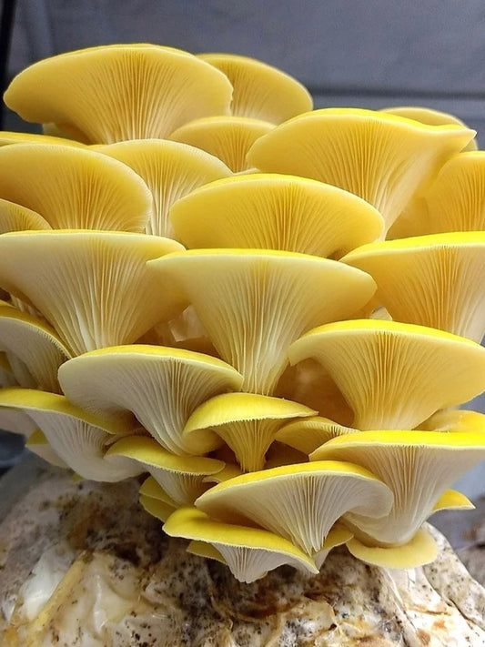 Golden Oyster Mushroom Liquid Mycelium Culture Syringe