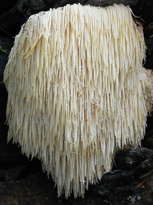 Lion's Mane Mushroom Liquid Mycelium Culture Syringe