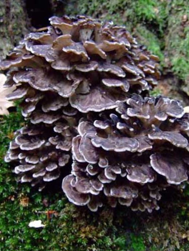 Hen of the Woods (Maitake) Mushroom Liquid Mycelium Culture Syringe