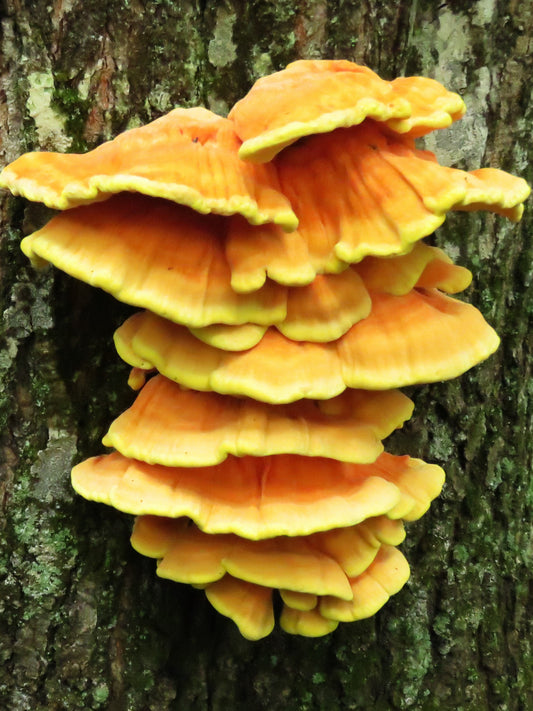 Chicken of the Woods Mushroom Liquid Mycelium Culture Syringe