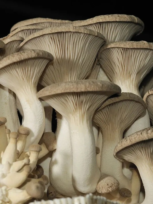 King Oyster Mushroom Liquid Mycelium Culture Syringe