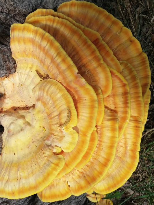 Yellow Reishi Mushroom Liquid Mycelium Culture Syringe