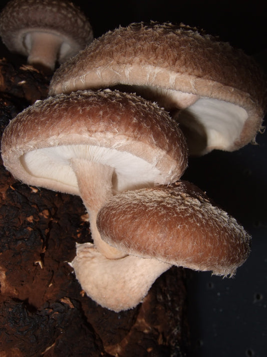 Shiitake Mushroom Liquid Mycelium Culture Syringe