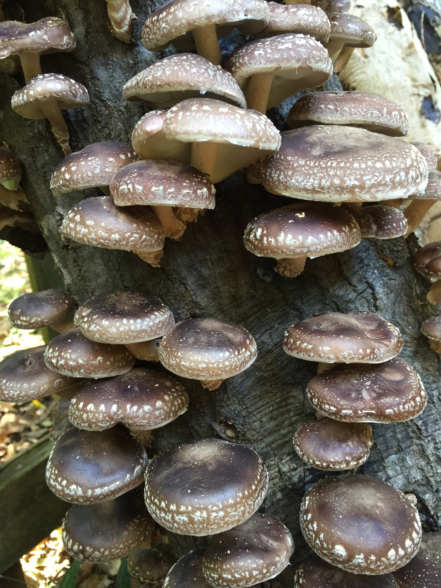 Shiitake Mushroom Liquid Mycelium Culture Syringe