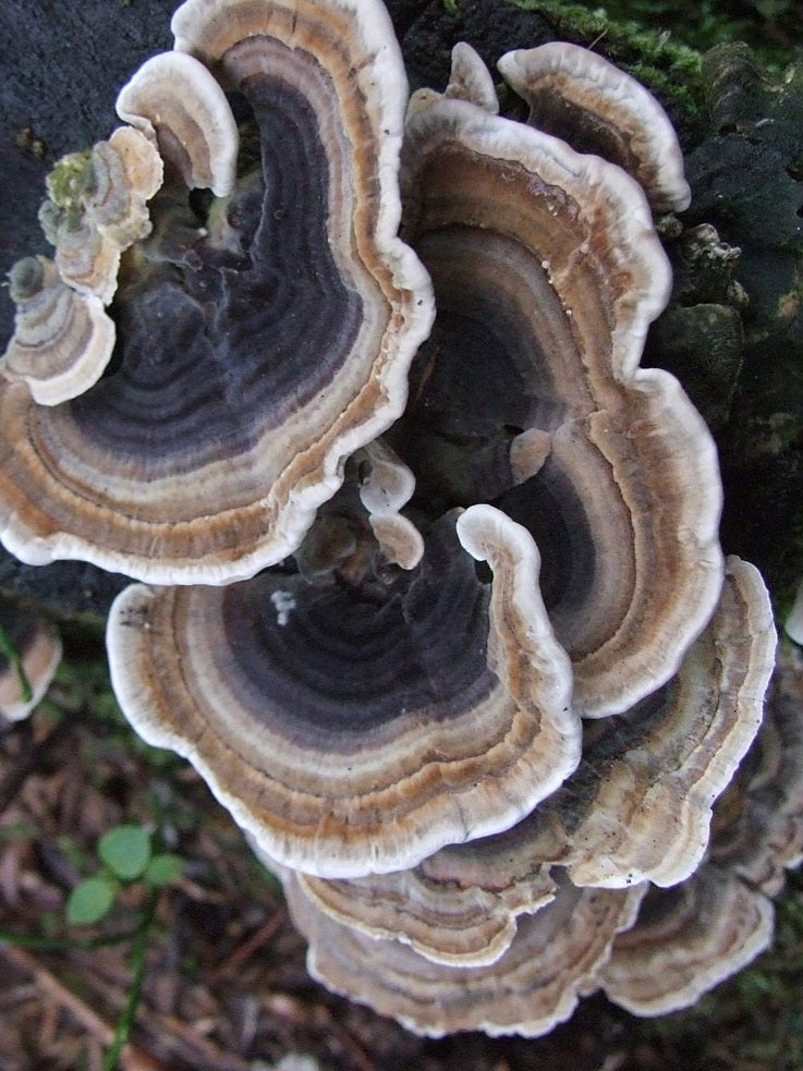 Turkey Tail Mushroom Liquid Mycelium Culture Syringe