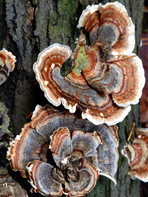 Turkey Tail Mushroom Liquid Mycelium Culture Syringe