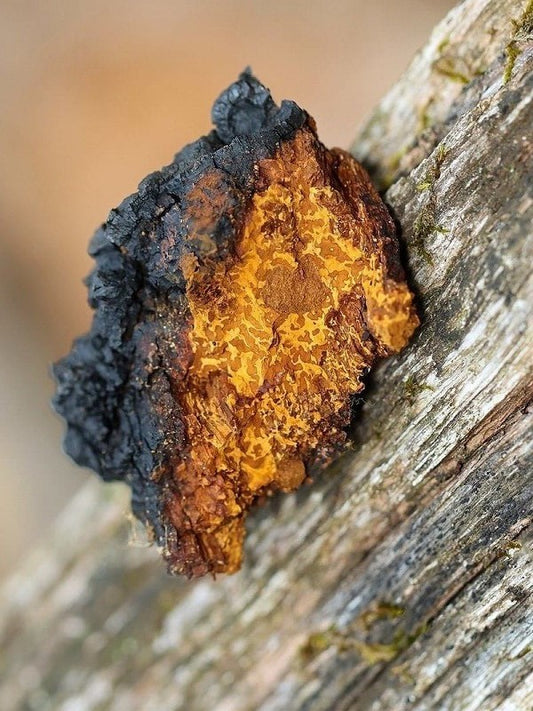 Chaga Mushroom Liquid Mycelium Culture Syringe