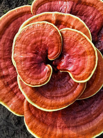 Red Reishi Mushroom Liquid Mycelium Culture Syringe