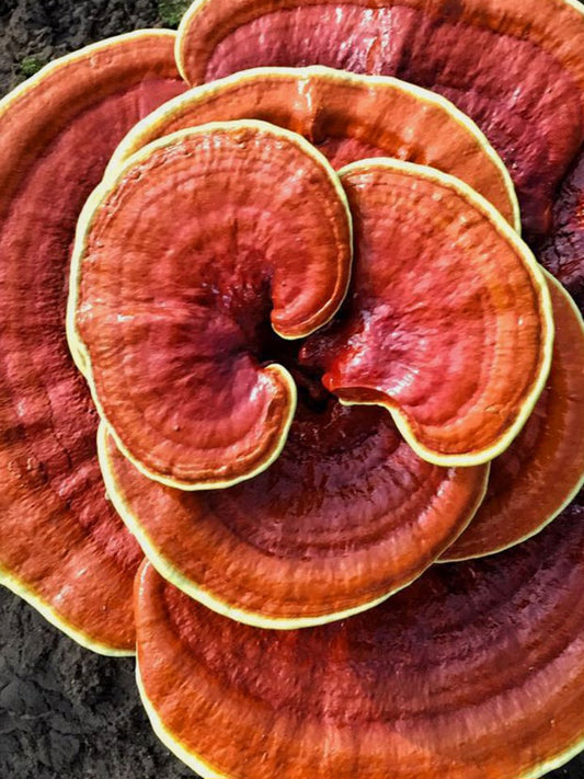 Red Reishi Mushroom Liquid Mycelium Culture Syringe