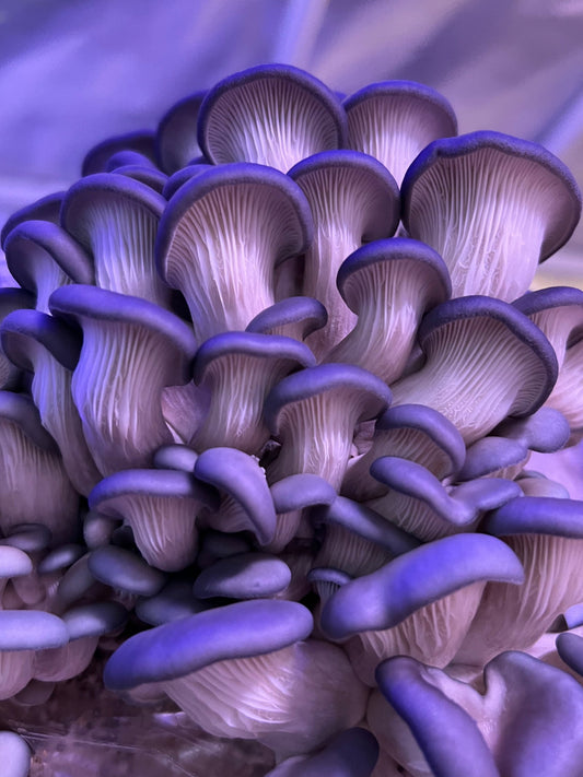 Blue Oyster Mushroom Liquid Mycelium Culture Syringe