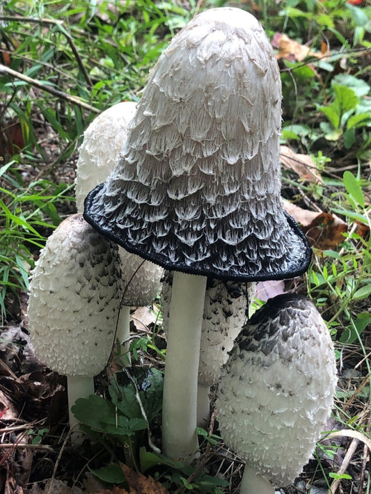 Shaggy Mane Mushroom Liquid Mycelium Culture Syringe