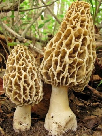 True Morel (American) Mushroom Liquid Mycelium Culture Syringe