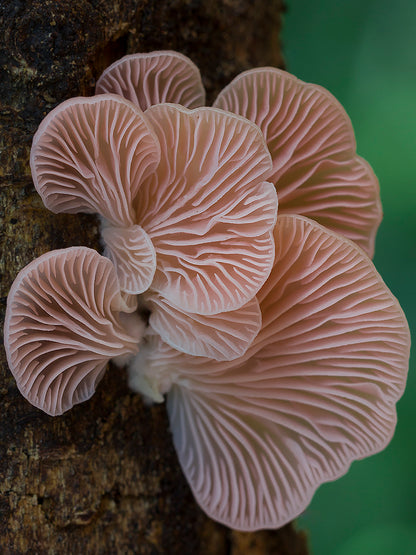 Pink Oyster Mushroom Liquid Mycelium Culture Syringe