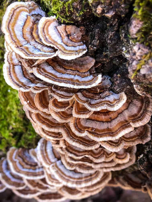 Turkey Tail Mushroom Liquid Mycelium Culture Syringe